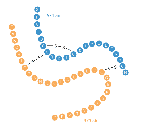 Blue circles coded with letters representing amino acids making up insulin’s A chain. Orange circles coded with letters representing amino acids making up insulin’s B chain. A disulfide bridge connects two amino acids in the A chain. Two more disulfide bridges connect the A chain to the B chain.