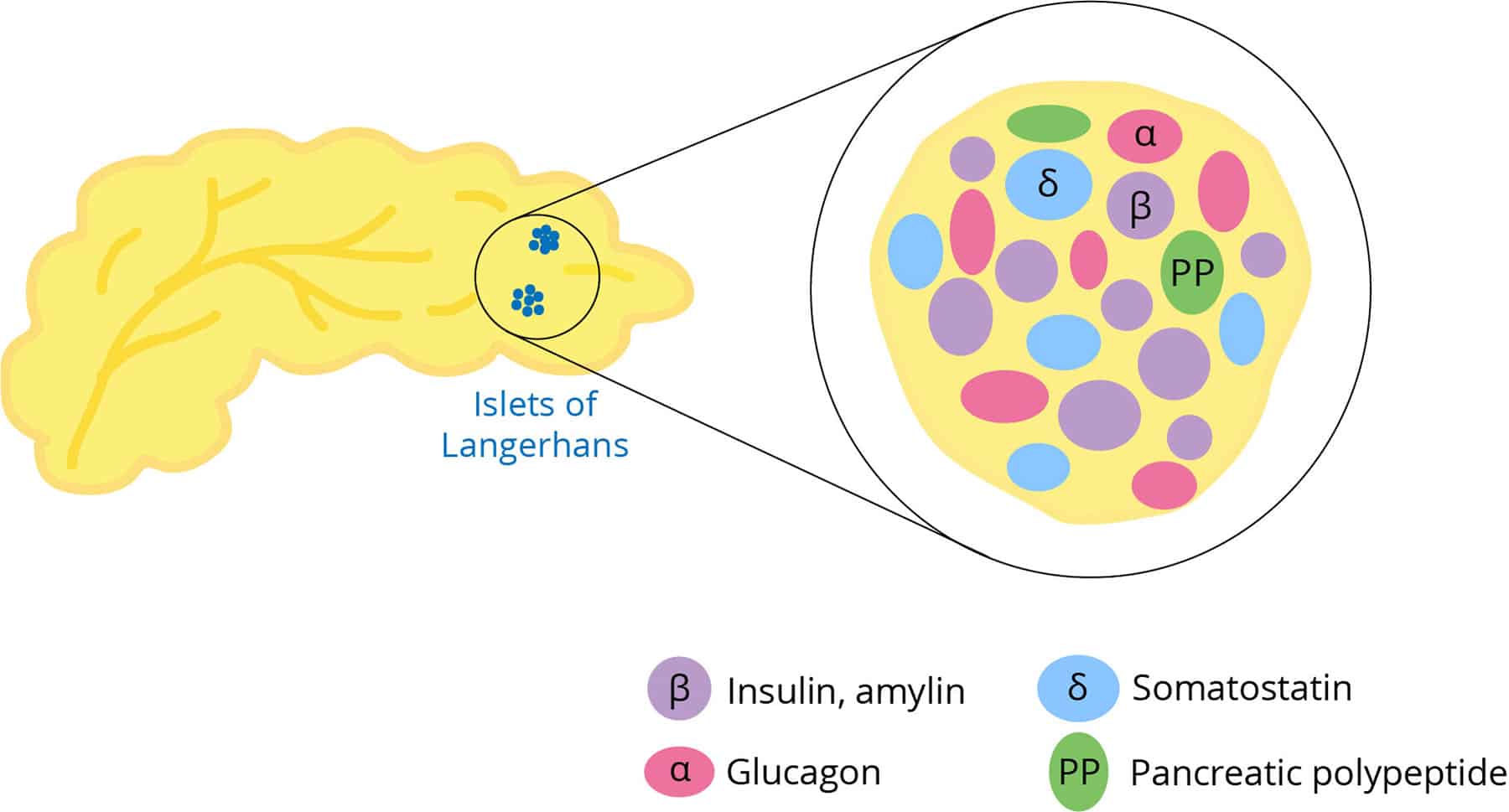 Cartoon pancreas with Islets of Langerhans highlighted. Zoomed in view shows different cell types: alpha, beta, delta, and PP cells. Legend shows beta cells produce insulin and amylin, alpha cells produce glucagon, delta cells produce somatostatin, PP cells produce pancreatic polypeptide.